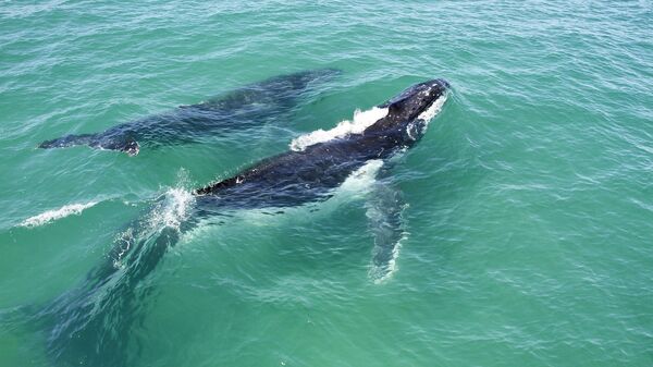 Горбатый кит с детенышем 