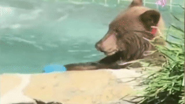 Медведь в джакузи гифка