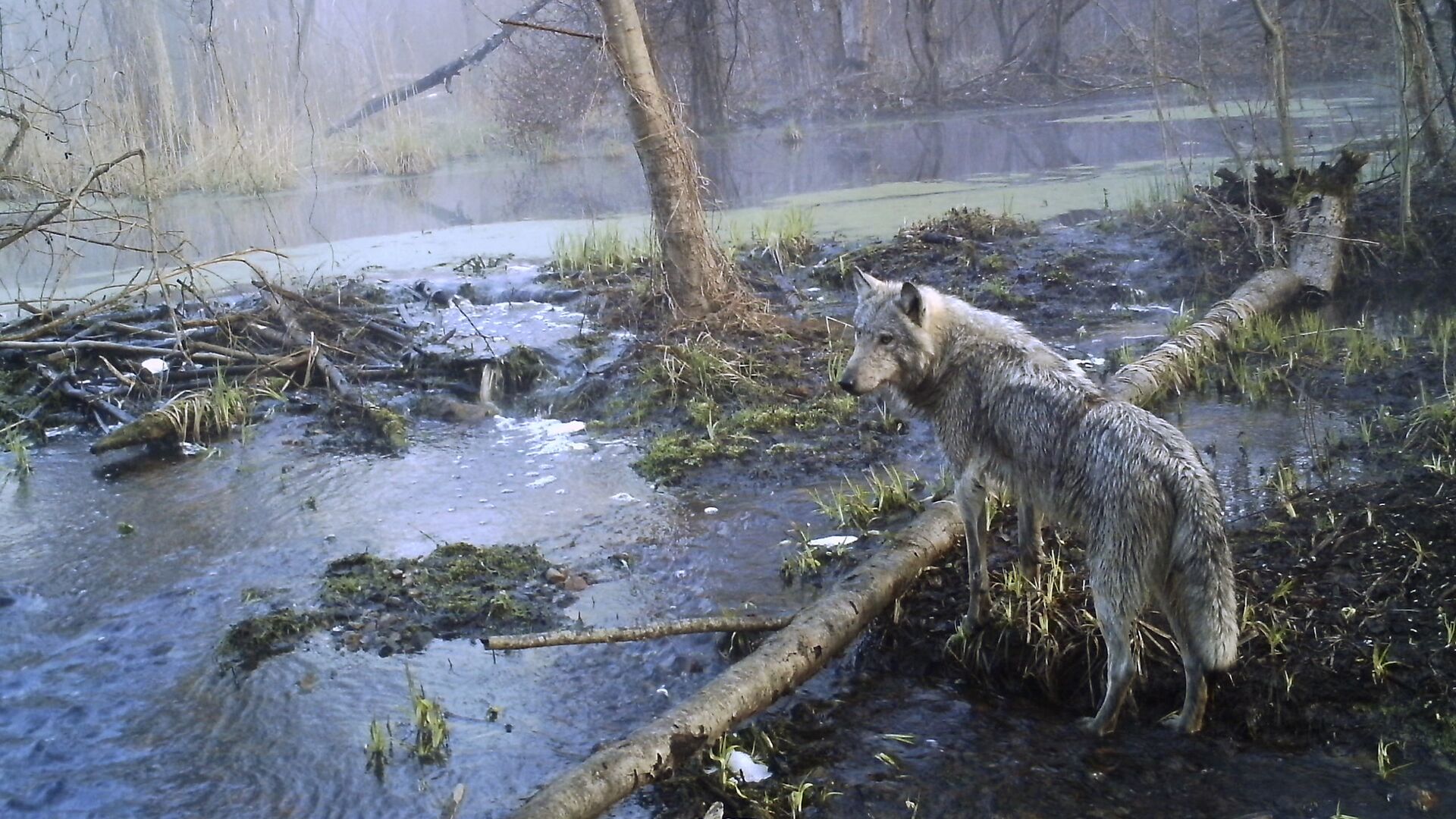 Волк в лесу. Архивное фото - РИА Новости, 1920, 23.01.2024