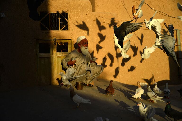 70-летний афганец Абдул Гани кормит голубей в провинции Герат