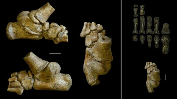 Кости ног детеныша австралопитека, найденные в Эфиопии
