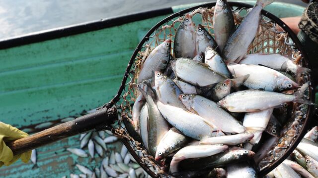 Таблица белков: их содержание в продуктах питания, список