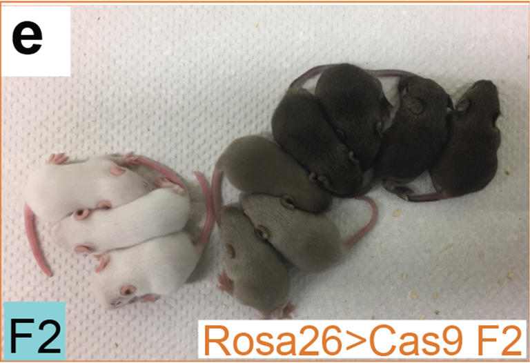 Потомство мышей с саморазмножающимися генами Потомство мышей с саморазмножающимися генами