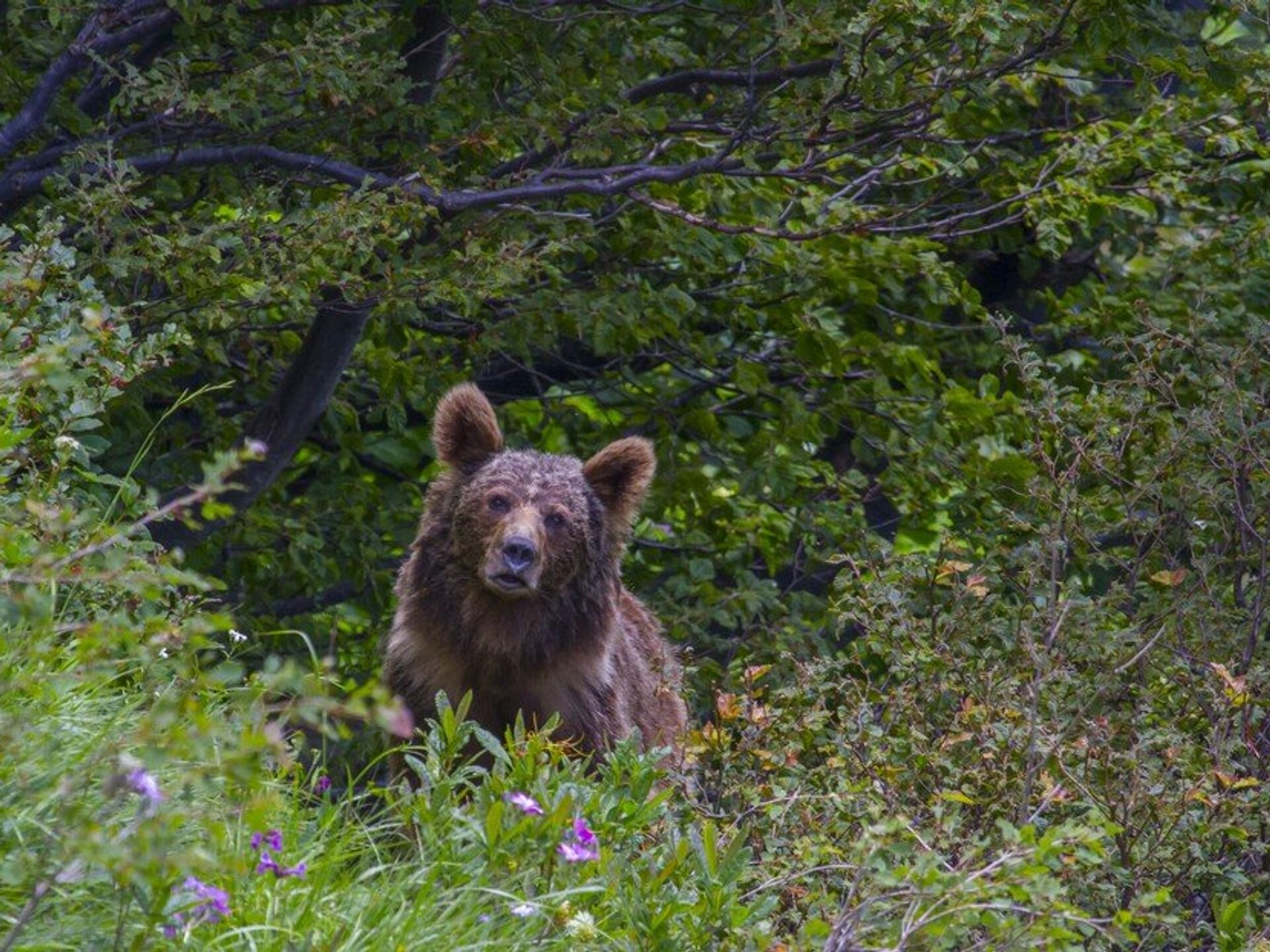 В Киргизии два медведя задрали 67 овец, но не тронули чабана - РИА Новости,  31.07.2018