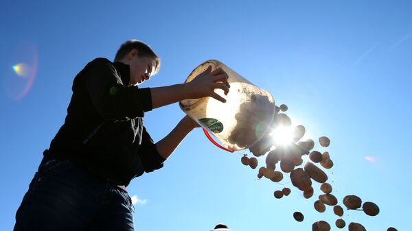 Молодой человек во время уборки урожая картофеля. Архивное фото