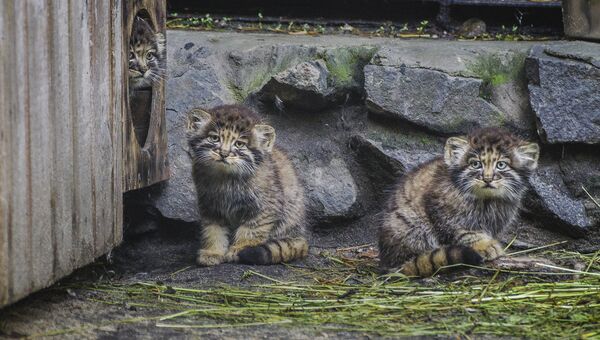 Котята манула в Новосибирском зоопарке. 10 июля 2018 года