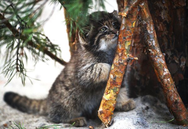 Котенок сибирского манула, родившийся в мае 2018 в Новосибирском зоопарке имени Р.А. Шило