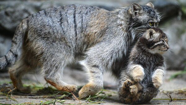 Самка манула со своим котенком, родившимся в мае 2018, в вольере Новосибирского зоопарка имени Р.А. Шило