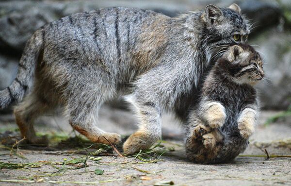 Самка манула со своим котенком, родившимся в мае 2018, в вольере Новосибирского зоопарка имени Р.А. Шило