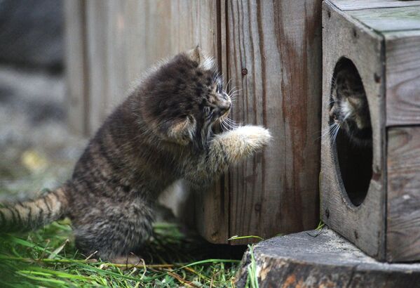 Котята сибирского манула, родившиеся в мае 2018 в Новосибирском зоопарке имени Р.А. Шило