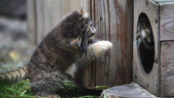 Котята сибирского манула, родившиеся в мае 2018 в Новосибирском зоопарке имени Р.А. Шило