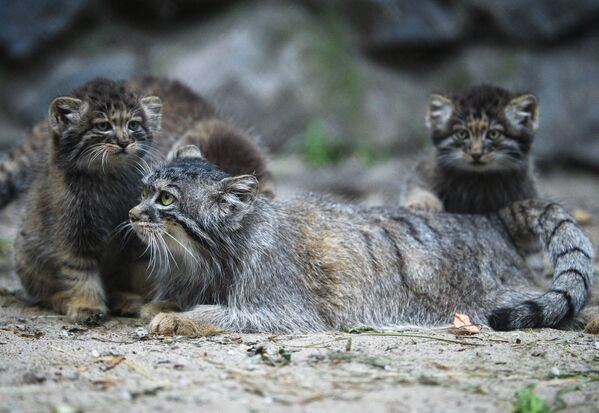 Самка манула со своими котятами в вольере Новосибирского зоопарка имени Р.А. Шило