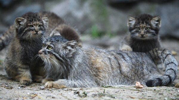 Самка манула со своими котятами в вольере Новосибирского зоопарка 