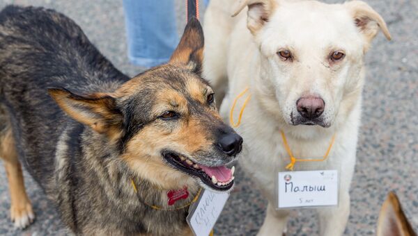 Фестиваль Собаки, которые любят в помощь животным из приютов