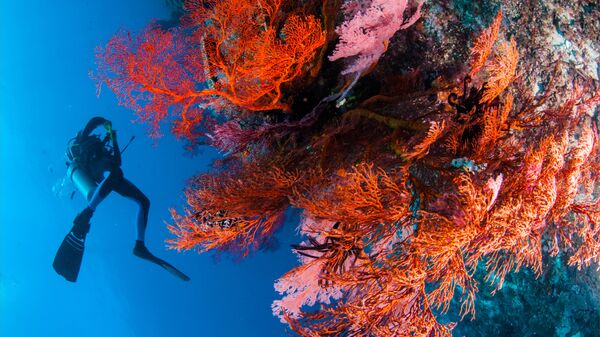 Дайвер и заросли коралла  Red Gorgonia