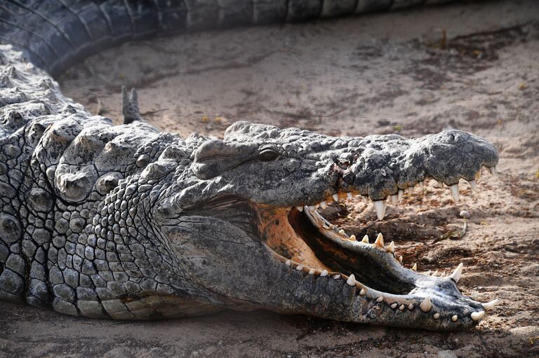 Крокодил Крокодил