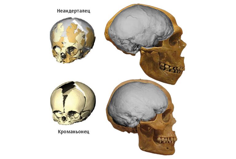 Сравнение черепа неандертальца с черепом кроманьонца Сравнение черепа неандертальца с черепом кроманьонца