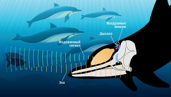 В исследовательском институте проводятся попытки расшифровать язык дельфинов вид компьютера