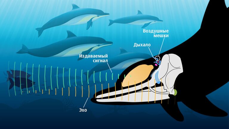 Эхолокация дельфинов