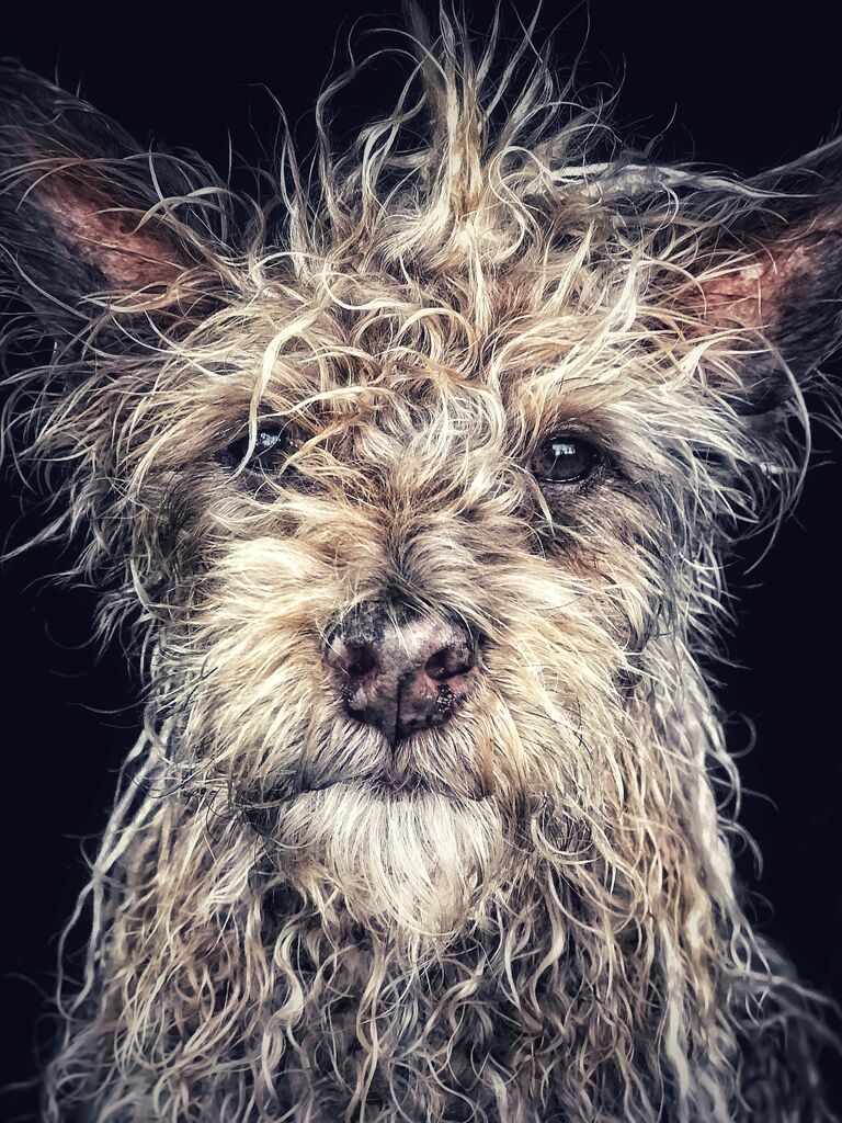 Работа фотографа Robin Robertis из Соединенных штатов Django Old man baby dog, занявшая первое место в категории Животные в фотоконкурсе 2018 iPhone Photography Awards