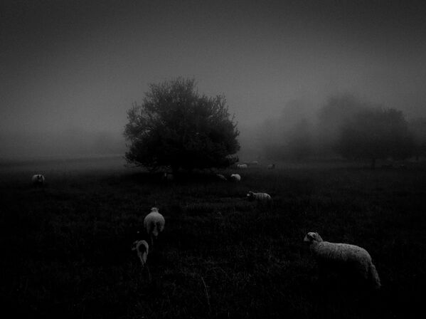 Работа фотографа Sukru Mehmet Omur из Франции Morning Fog, занявшая первое место в категории Природа в фотоконкурсе 2018 iPhone Photography Awards