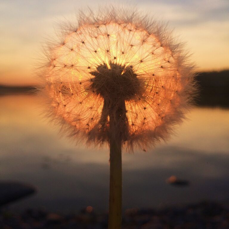 Работа фотографа Sara Ronkainen из Финляндии Dandelion sunset, занявшая первое место в категории Закат в фотоконкурсе 2018 iPhone Photography Awards