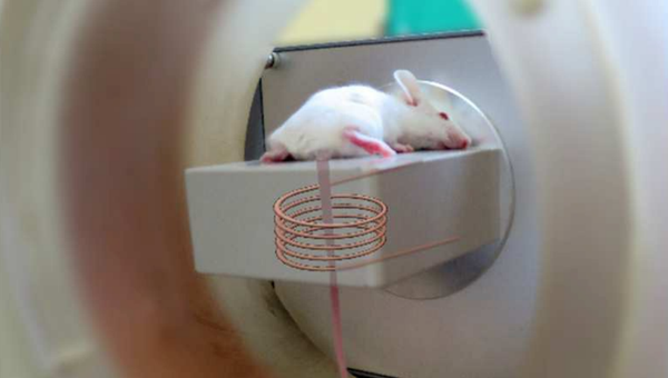 Мышь проходит сканирование в магнитном сканере