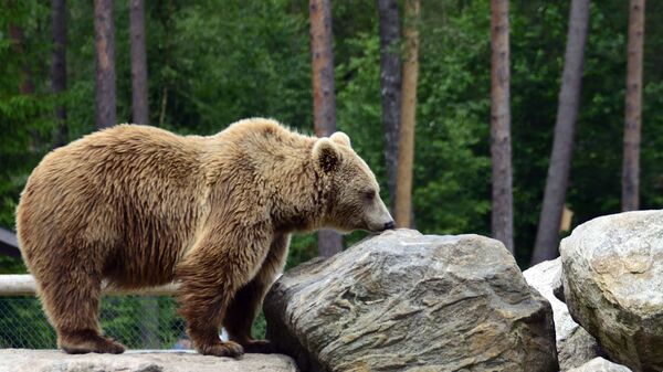 Бурый медведь. Архивное фото