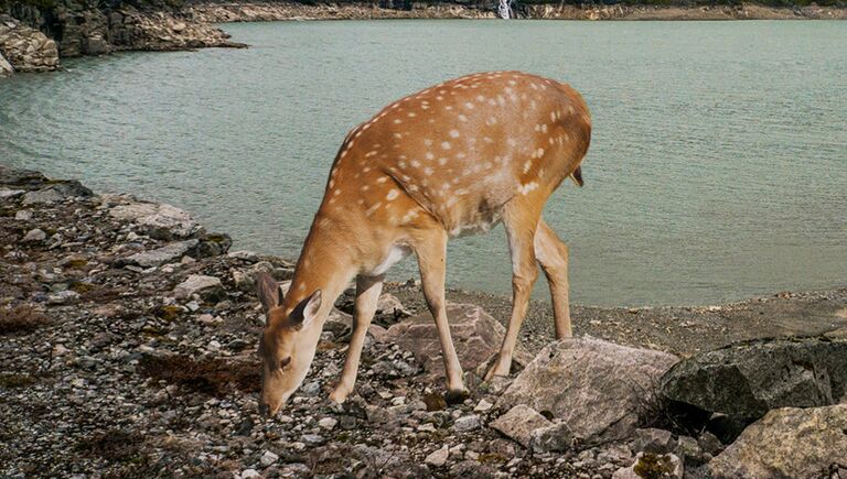 Самка оленя