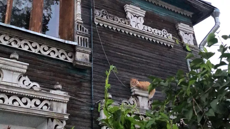 Рыжий кот в Вологде Рыжий кот в Вологде