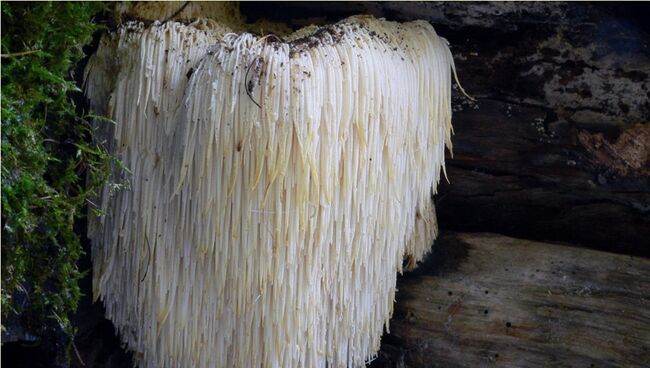 Гриб Hericium erinaceus