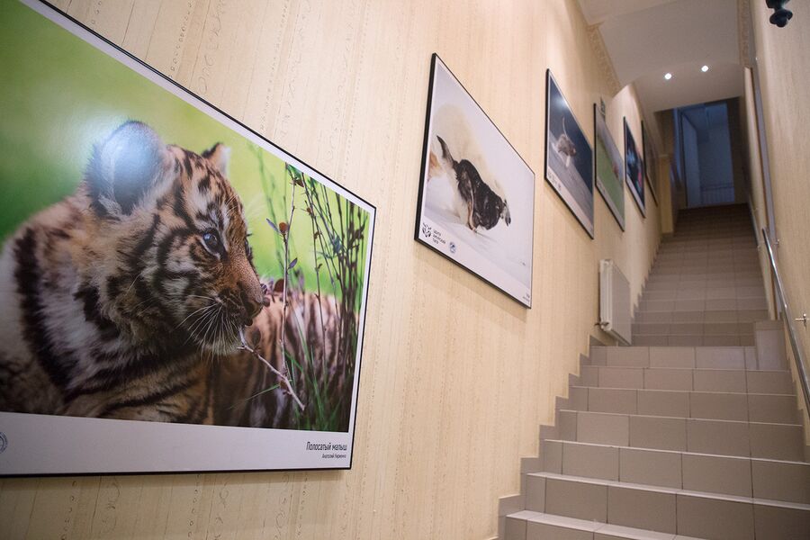 Штаб-квартира центра “Амурский тигр” в Москве