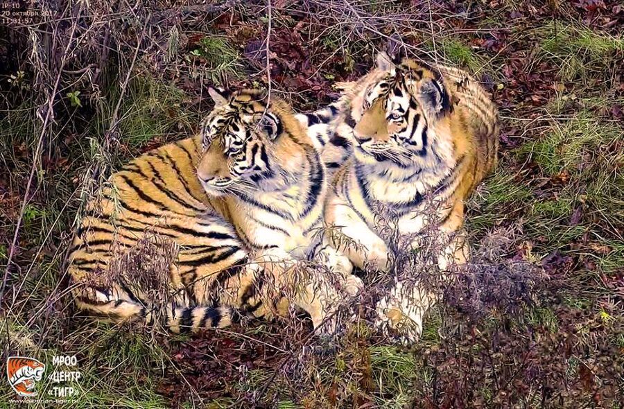 Сайхан и тигрица из Лазо. МРОО Центр Тигр