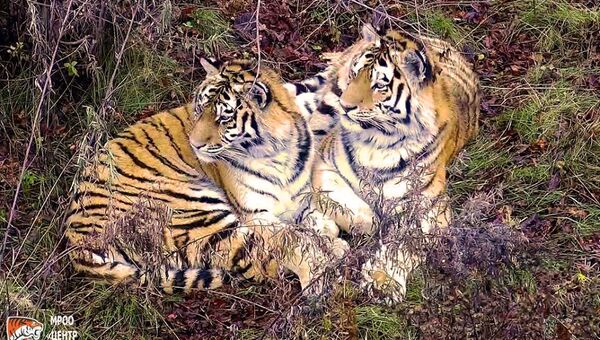 Спасенные в Приморье тигры полностью адаптировались к жизни в лесах