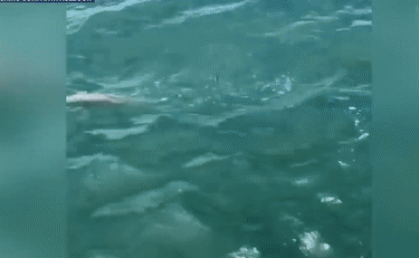 Гигантская рыба проглотила акулу