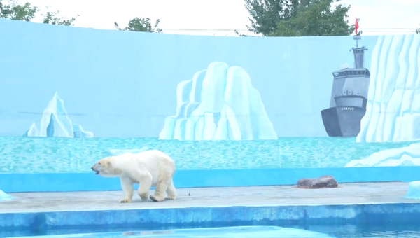 Белый медведь в новом вольере зоопарка Лимпопо в Нижнем Новгороде