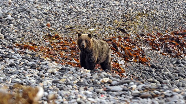 Медвежата Матрены начали самостоятельную жизнь на Камчатке