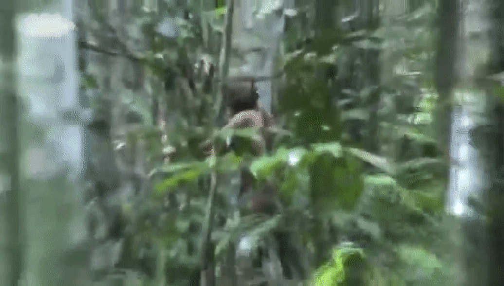 Последний житель неизвестного амазонского племени попал на видео