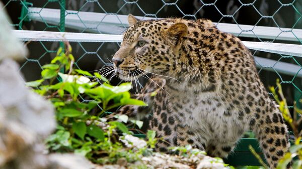 Северная Осетия и Дагестан присоединились к проекту возвращения леопардов на Кавказ – WWF