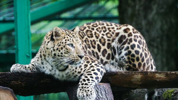 В Северной Осетии выпустили на волю двух переднеазиатских леопардов