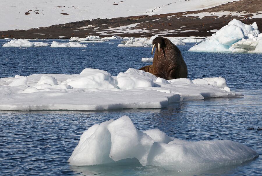 Морж на льдине у берегов одного из островов архипелага Земля Франца-Иосифа