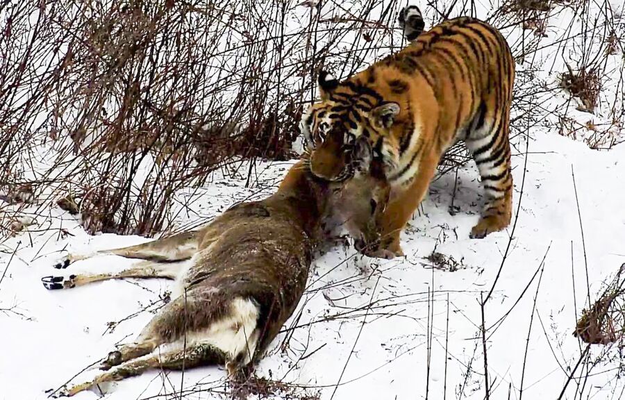Охота тигра Владика в МРОО Центр Тигр