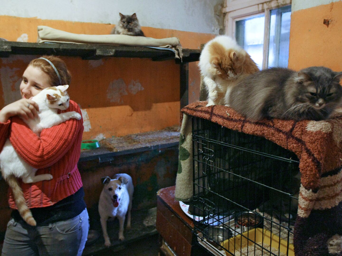 Приют для бездомных животных в Новосибирске