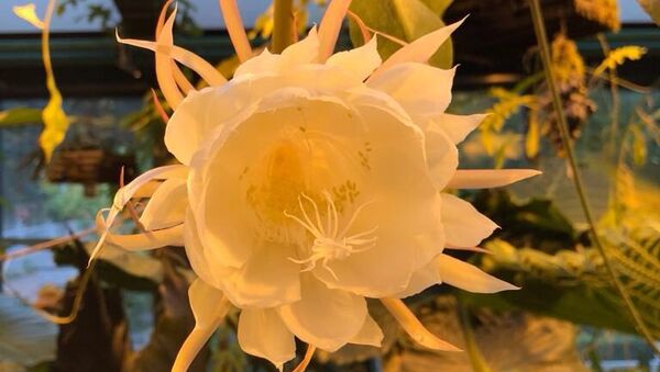 Редкий тропический кактус-эпифит Подлунная красавица расцвёл в Ботаническом саду МГУ Аптекарский огород в Москве