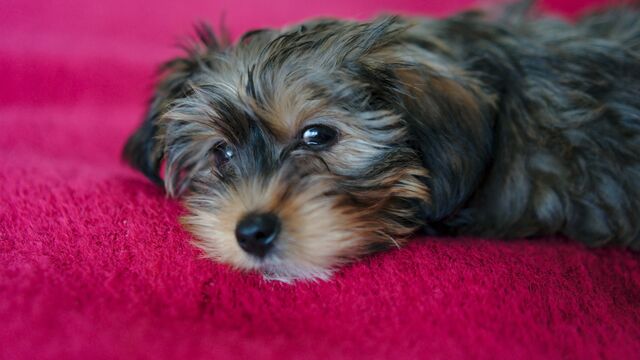 Самая маленькая собака в мире название породы этой собаки