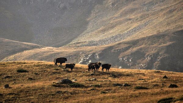 Зубры из Окского заповедника пополнят вольно живущее стадо на Кавказе