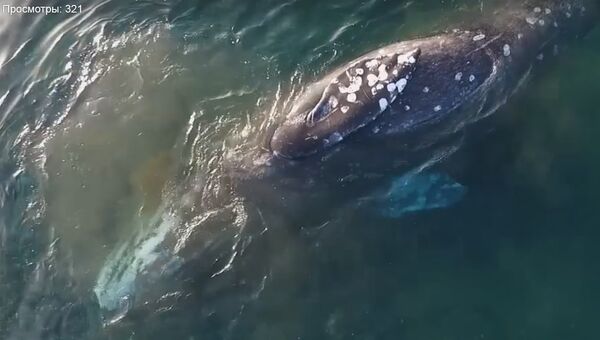 Почесывающегося о берег серого кита сняли на видео на Чукотке. Скриншот видео