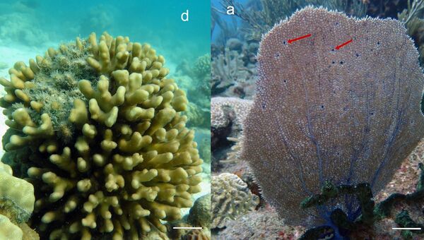 Кораллы в Красном и Карибских морях, пораженные паразитическими рачками