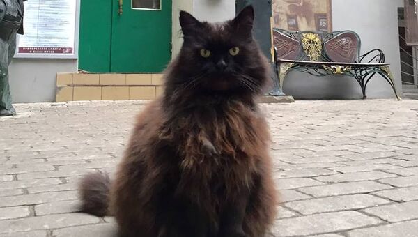 В Москве оштрафовали зоозащитницу, которая спасла кота