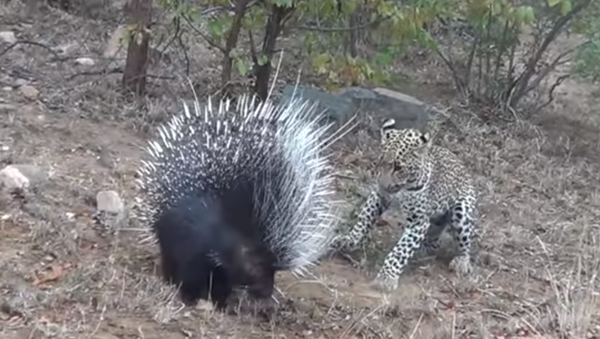 Схватка леопарда с дикобразом попала на видео